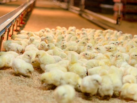 Los fitogénicos y su impacto en los procesos inflamatorios (Parte 3)